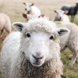 Vegane Bauern- & Lebenshöfe in Deutschland und Österreich